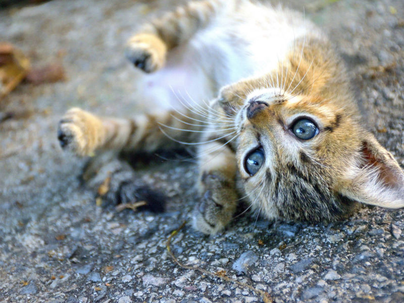 niedliche Tieger-Katze auf Rücken liegend