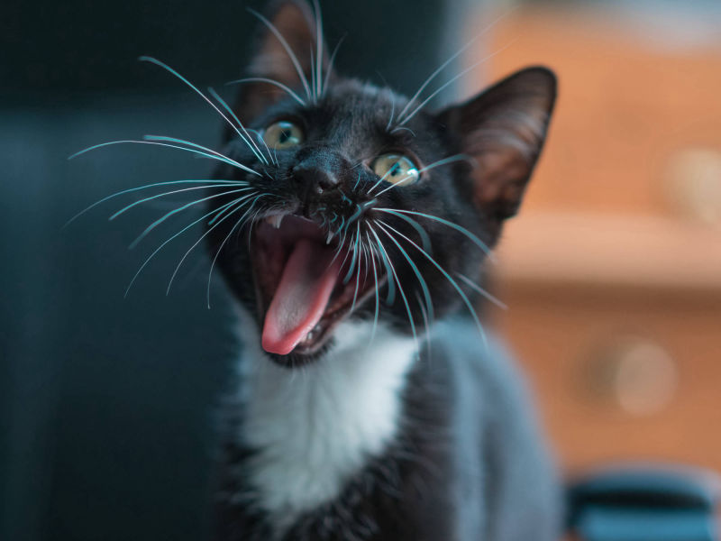 schwarz-weiße Katze mit offener Schnauße