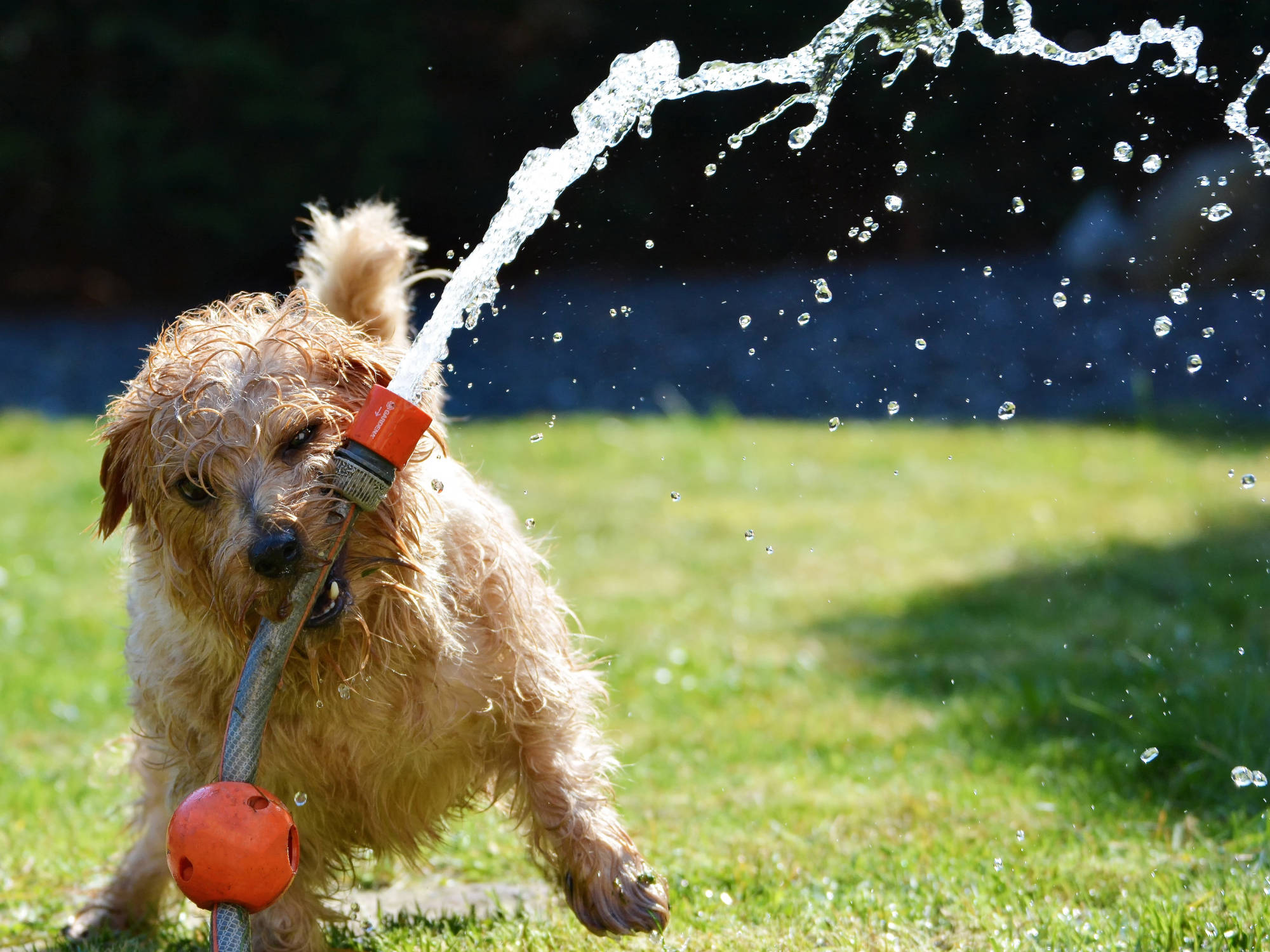 nasser blonder Hund hält Wasserschlauch in seiner Schnauße