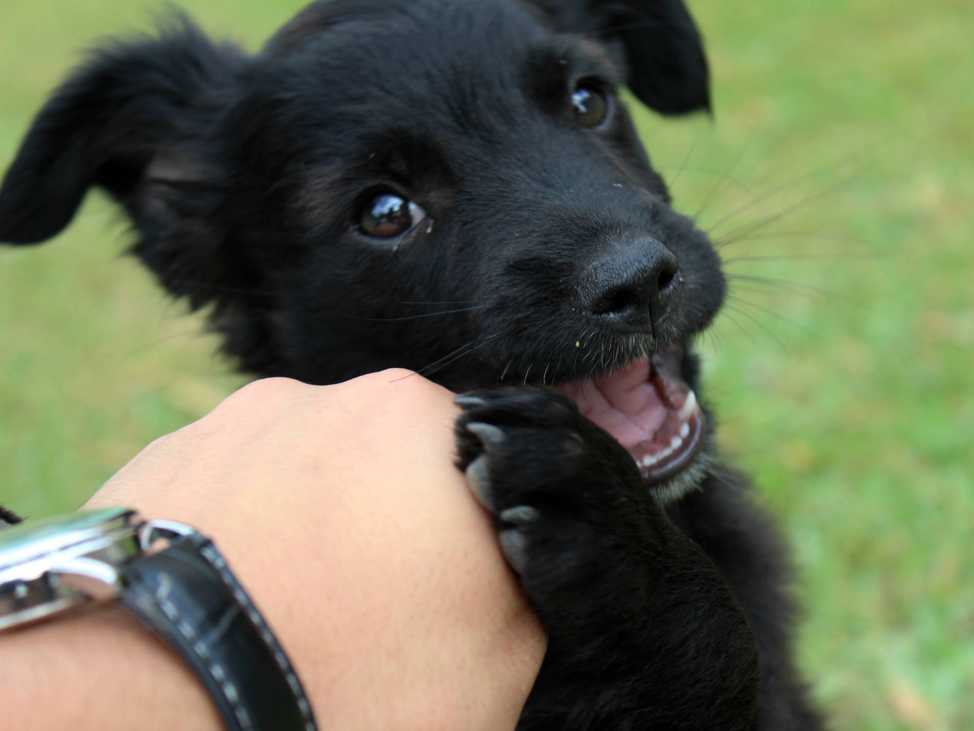 fröhlicher schwarzer Hund mit Pfote auf Hand