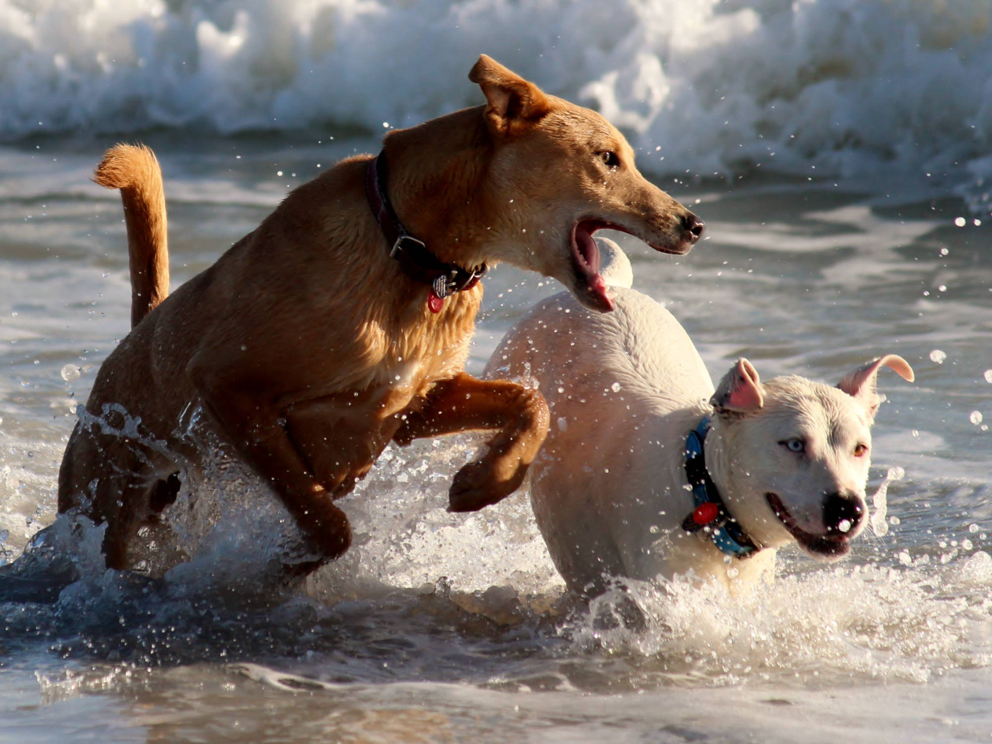 brauner und weißer Hund toben gemeinsam im Wasser