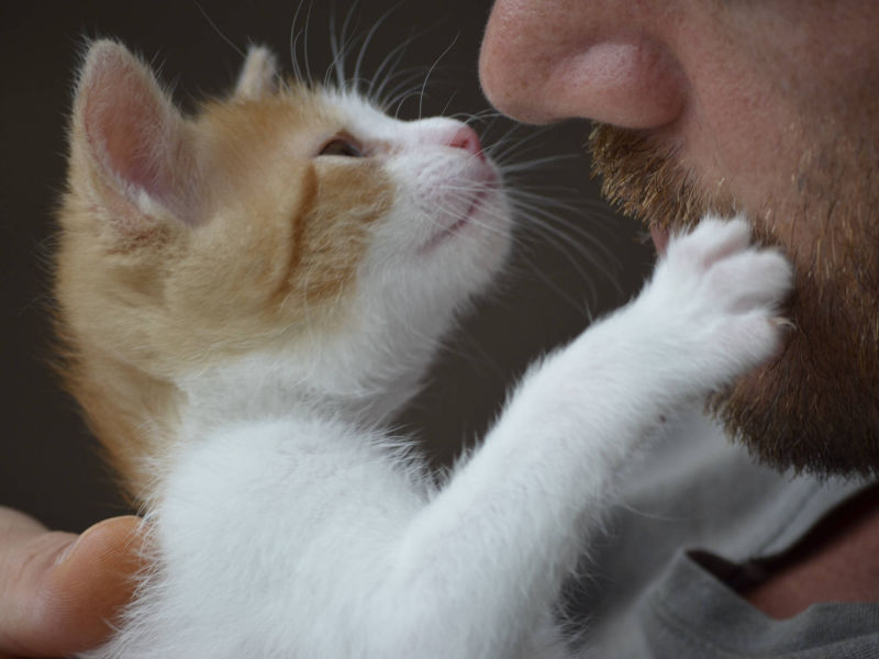 weiß blonder Katzenwelpe pfötelt am Gesicht mit Bart