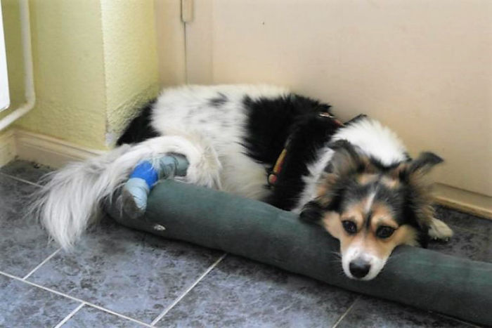trauriger Mischlings-Hund Murphy mit Bandage