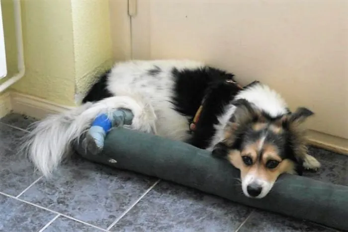 Hund Murphy liegt erschöpft auf einer Decke, das Hinterbein mit einem herkömmlichen Verband versorgt