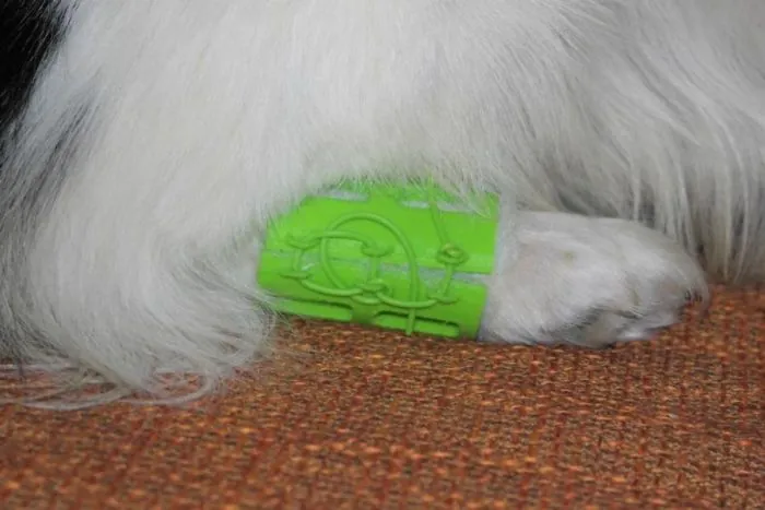 Pfote eines weißen Hundes mit grüner, 3D-gedruckter VETorthi-Manschette mit Luftlöchern