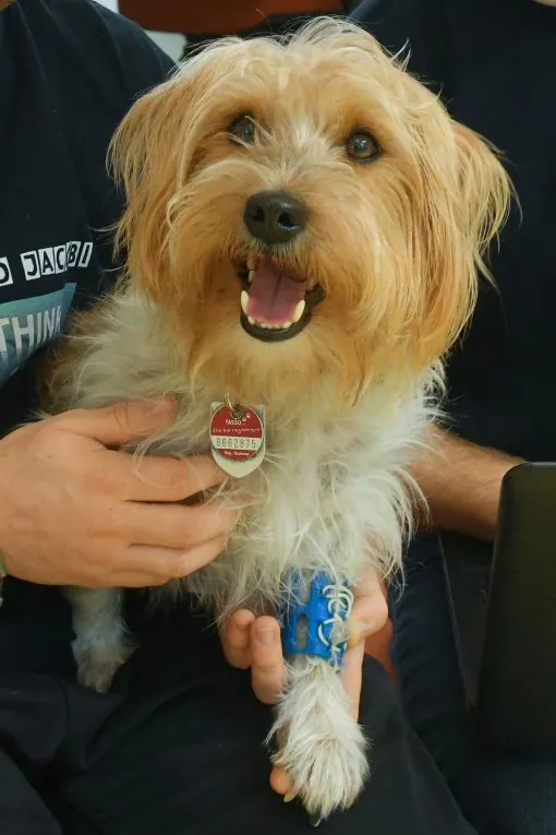 Kibo, ein kleiner Hund mit hellem Fell, mit einer blauen Stütze am Vorderbein